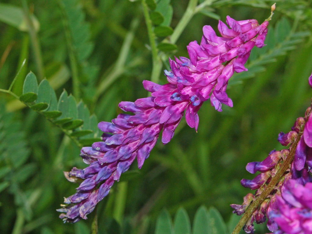 Vicia cracca / Veccia montanina